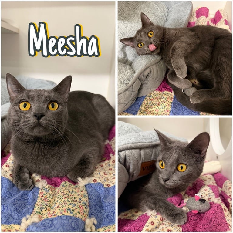 Meesha (Violet) Image