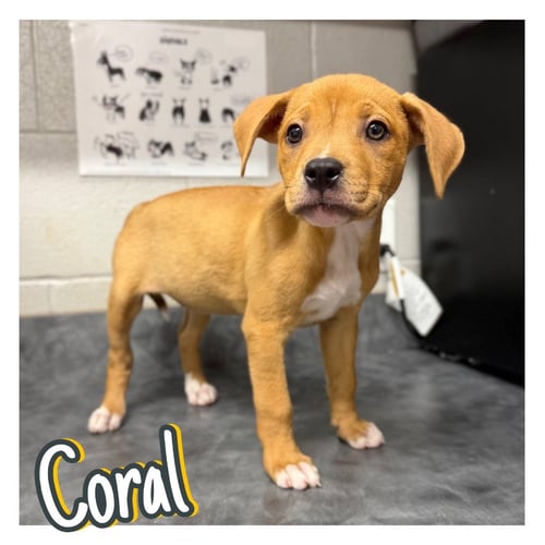 CORAL - American Staffordshire Terrier available for adoption