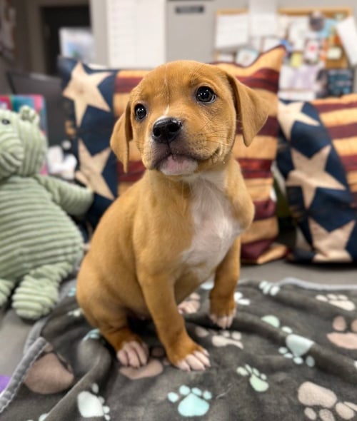 CORAL - American Staffordshire Terrier available for adoption