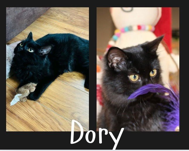 DORY - FEE WAIVED - Domestic Long Hair available for adoption