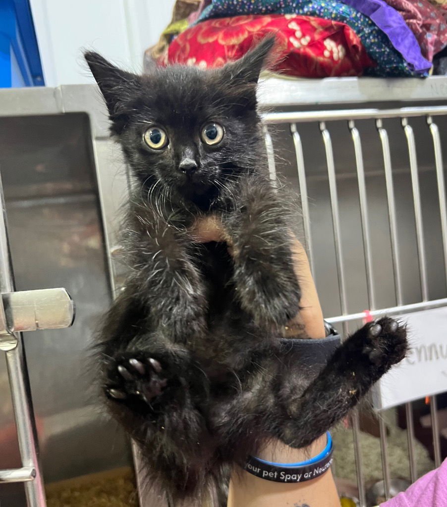 DORY - FEE WAIVED - Domestic Long Hair available for adoption