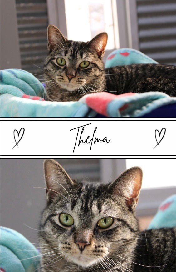 THELMA - SILO - Domestic Short Hair available for adoption
