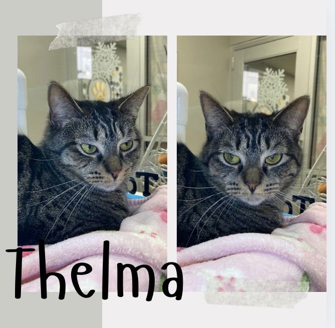 THELMA - SILO - Domestic Short Hair available for adoption