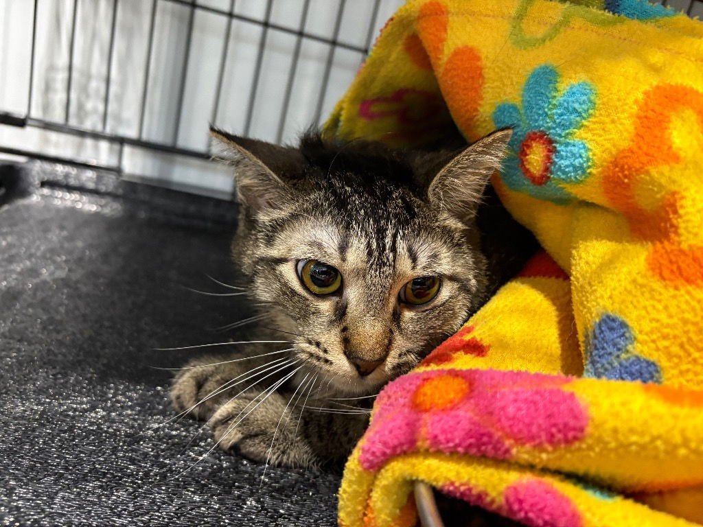 Thelma - Silo - Photo 4