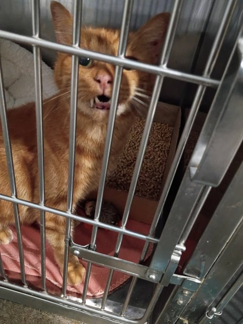 BEAVIS (SNAGGLETOOTH) - Domestic Short Hair available for adoption