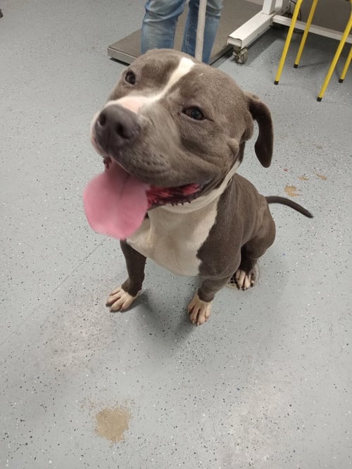 HANSEL - American Staffordshire Terrier available for adoption