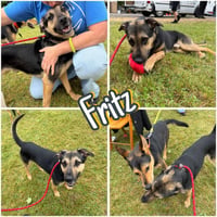 Fritz - Photo 1