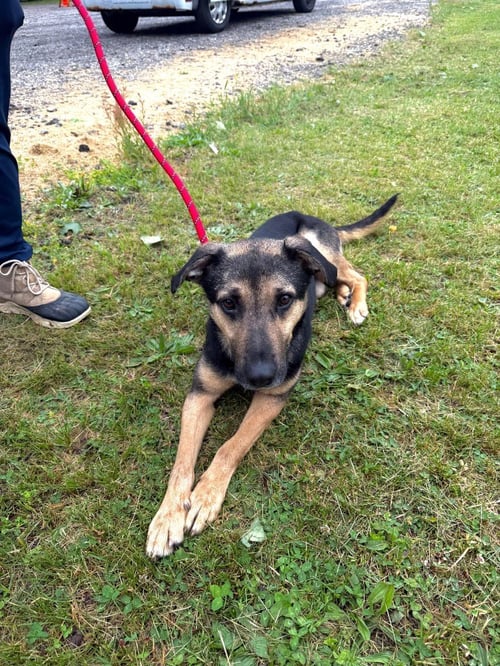 FRITZ - Shepherd available for adoption