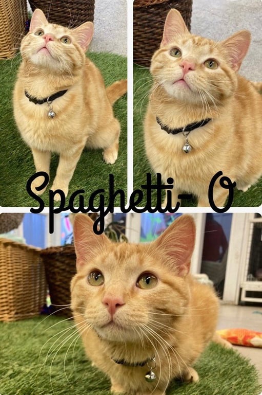 Spaghetti O Image