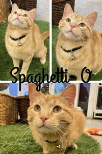Spaghetti O - Photo 1