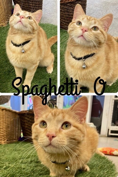 SPAGHETTI O - Domestic Short Hair available for adoption