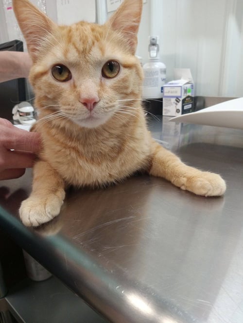 SPAGHETTI O - Domestic Short Hair available for adoption