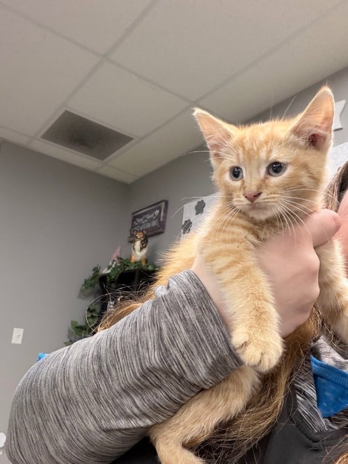 DOBBY - Domestic Short Hair available for adoption