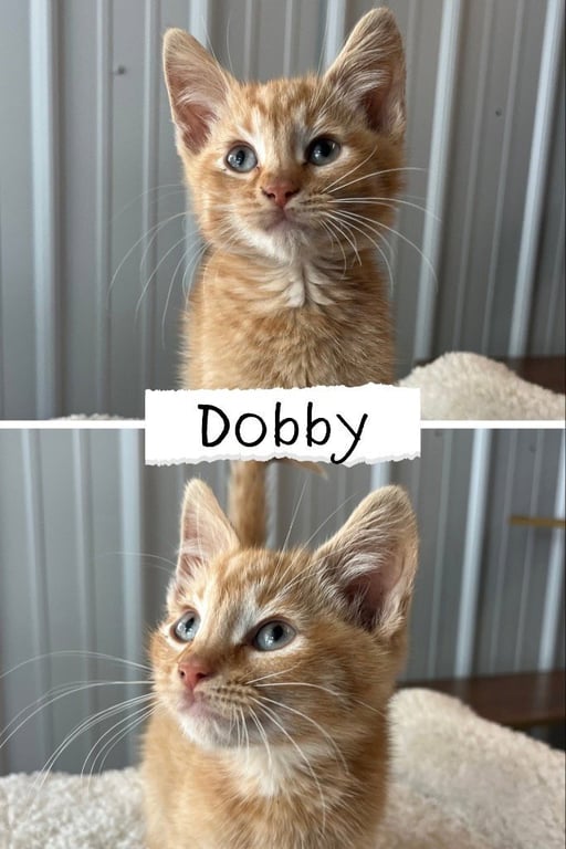 Dobby Image