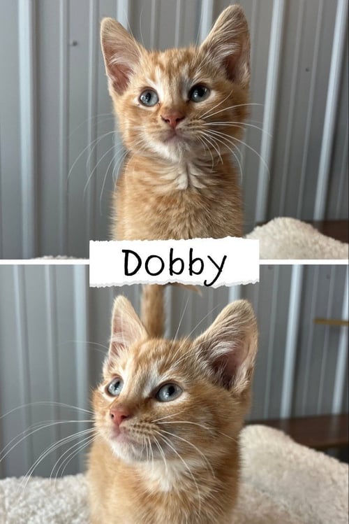 DOBBY - Domestic Short Hair available for adoption