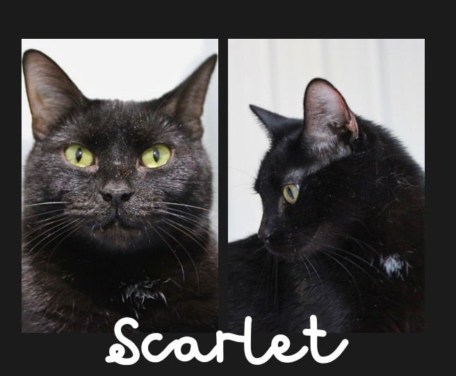SCARLET - Domestic Short Hair available for adoption
