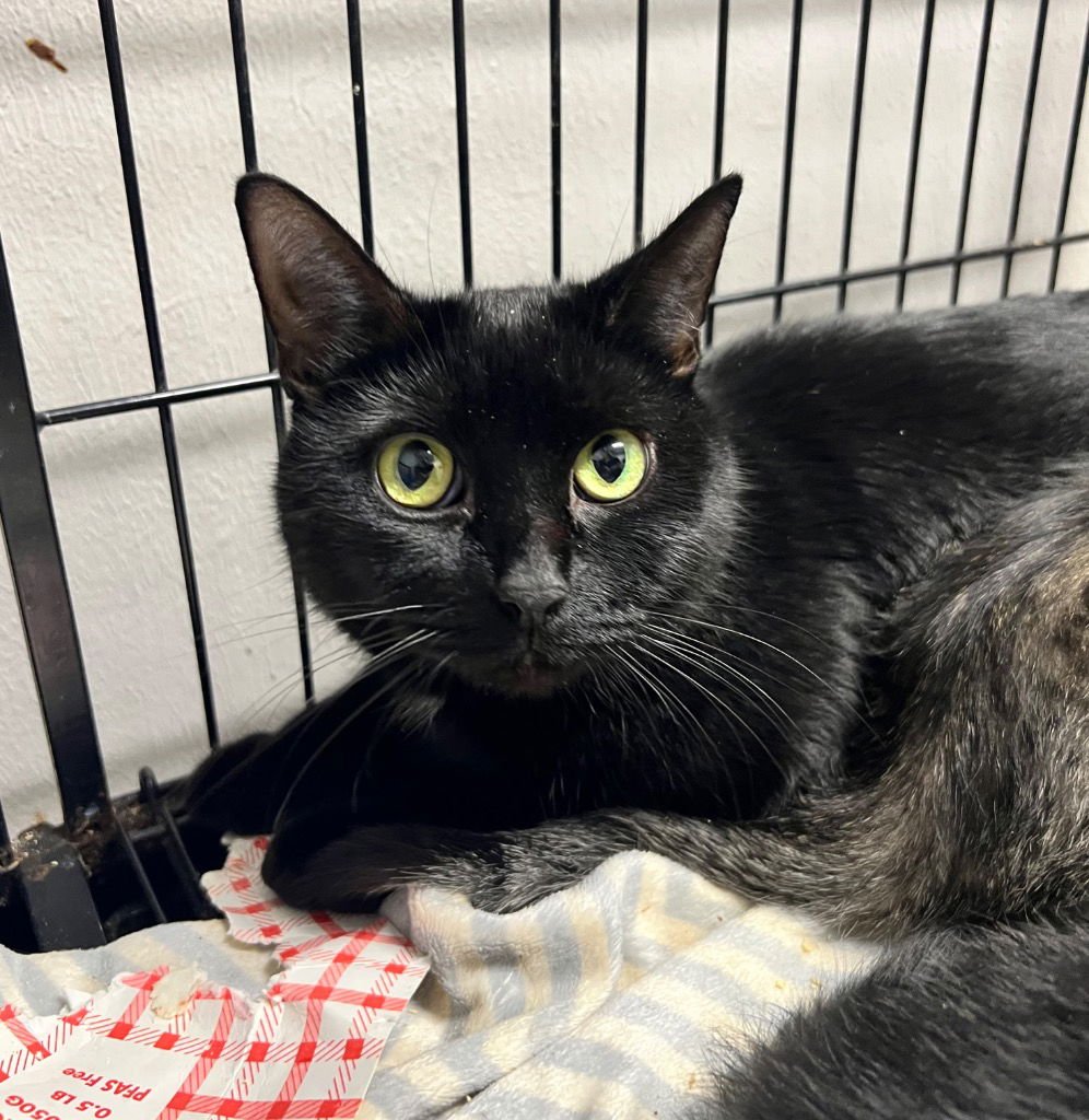 SCARLET - Domestic Short Hair available for adoption