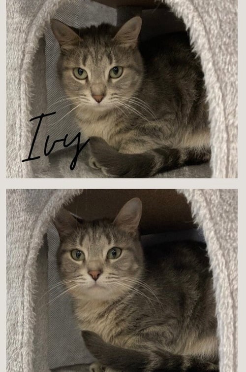 IVY- SILO - Domestic Short Hair available for adoption