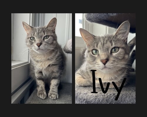 IVY- SILO - Domestic Short Hair available for adoption