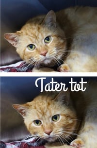 Tater Tot - Photo 1