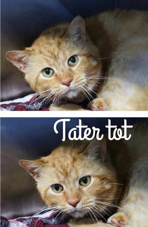 TATER TOT - Domestic Short Hair available for adoption