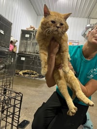 Moon Pie- FIV+ - Photo 2