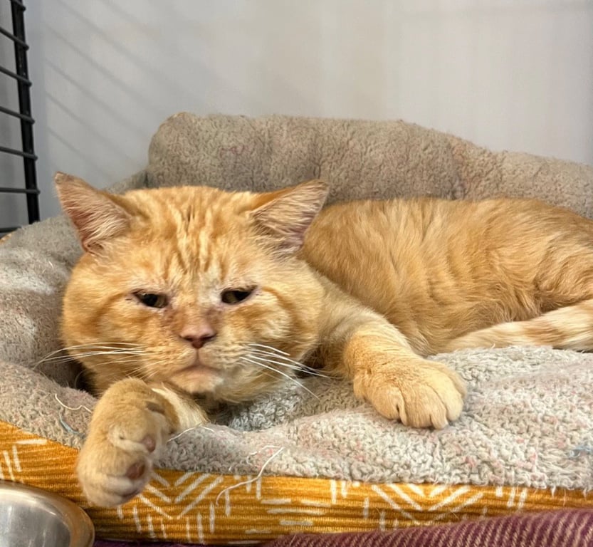 Moon Pie- FIV+ Image