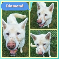 Diamond - Photo 1