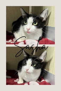 Sasha - Barn Cat - Photo 1