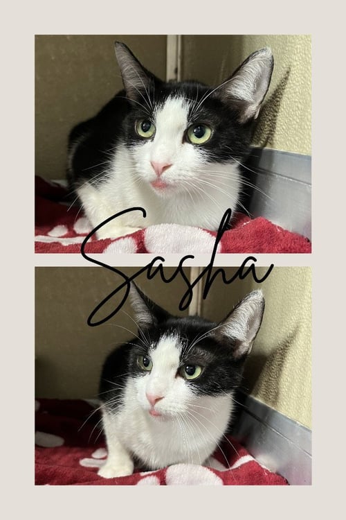 SASHA - BARN CAT - Domestic Short Hair available for adoption