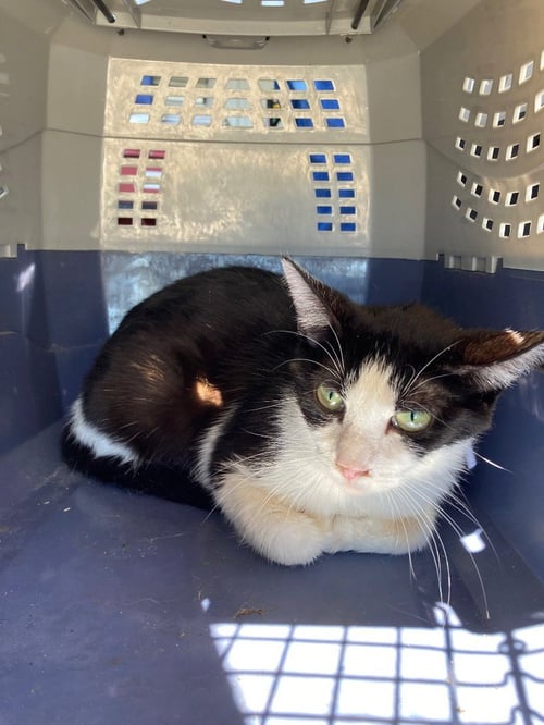 SASHA - BARN CAT - Domestic Short Hair available for adoption