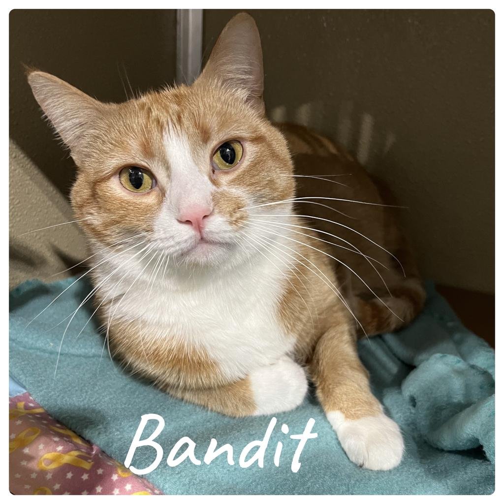 BANDIT - Domestic Short Hair available for adoption