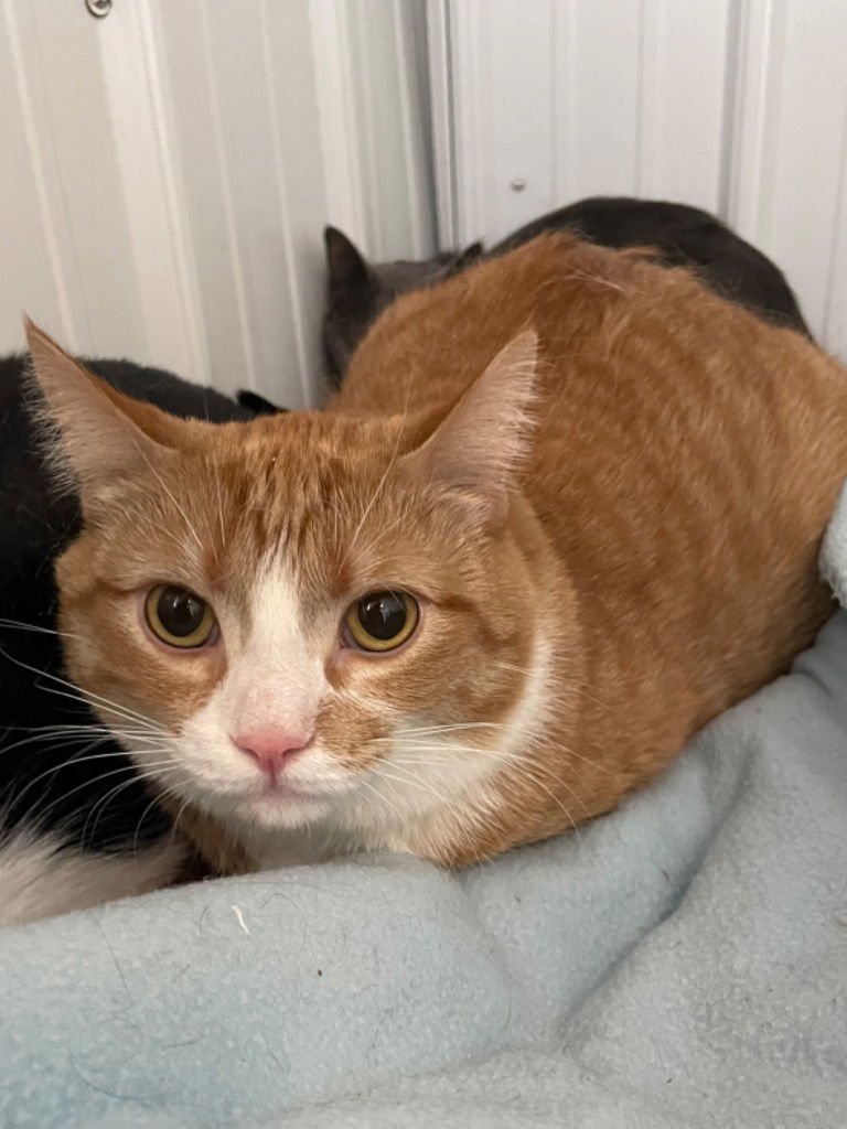 BANDIT - Domestic Short Hair available for adoption