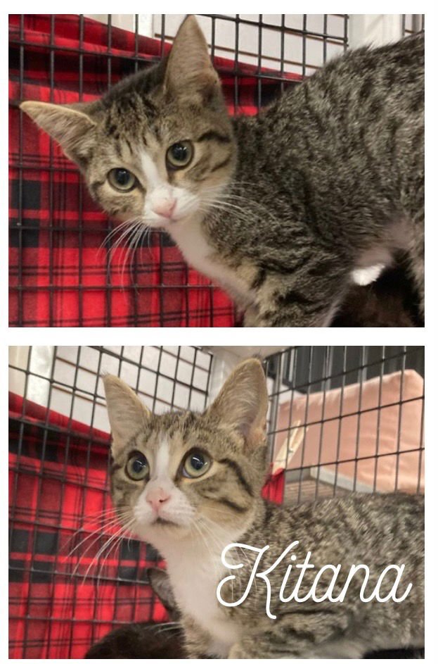 KITANA - Domestic Short Hair available for adoption
