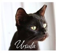 Ursula - Photo 2