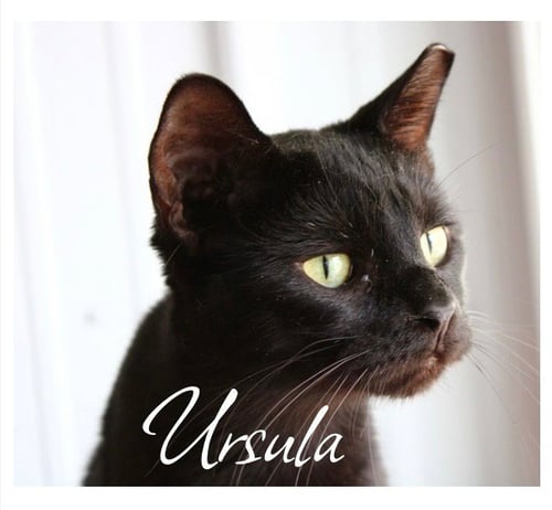 URSULA - Domestic Short Hair available for adoption