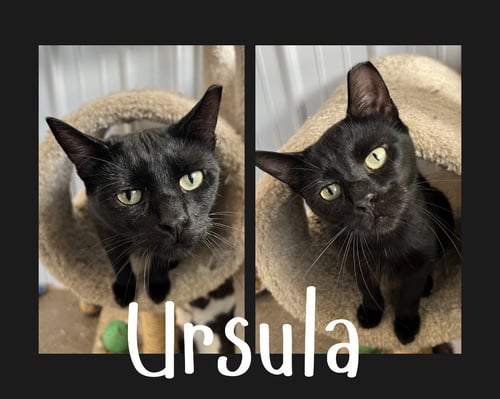 URSULA - Domestic Short Hair available for adoption