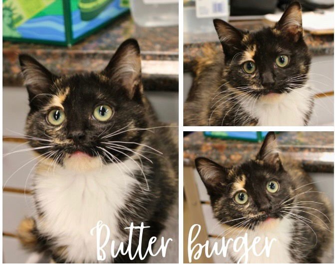 BUTTERBURGER - Domestic Short Hair available for adoption