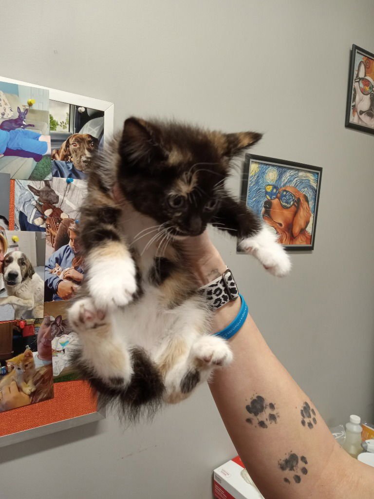 BUTTERBURGER - Domestic Short Hair available for adoption