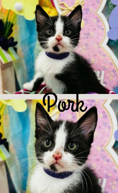 PORK - Domestic Medium Hair available for adoption