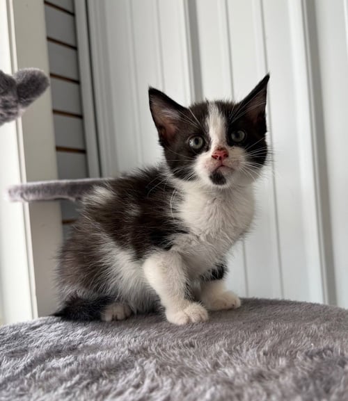 PORK - Domestic Medium Hair available for adoption