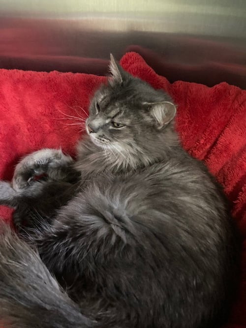 ANASTASIA - Domestic Long Hair available for adoption