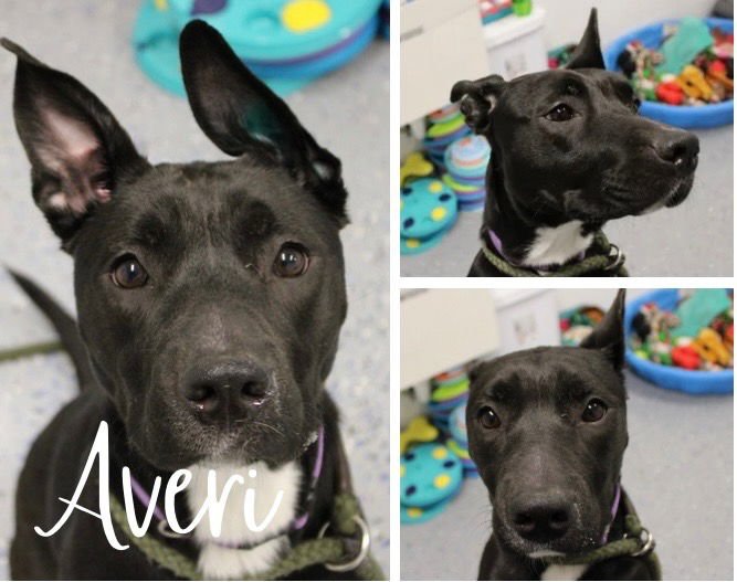 AVERI - American Staffordshire Terrier available for adoption