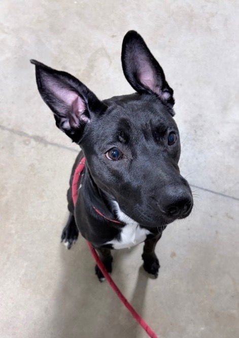 AVERI - American Staffordshire Terrier available for adoption