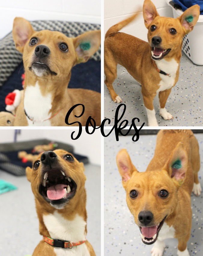 SOCKS - Beagle / Terrier available for adoption