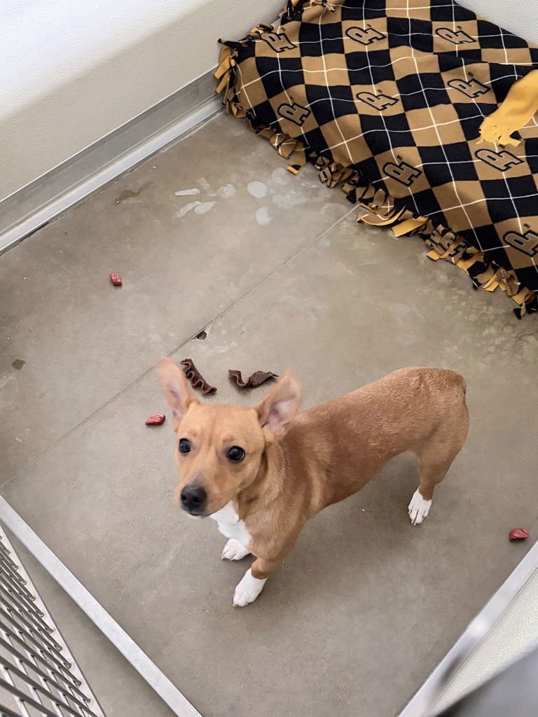 SOCKS - Beagle / Terrier available for adoption