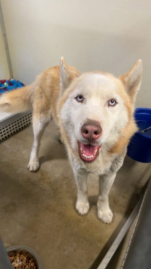 MAX - Husky available for adoption