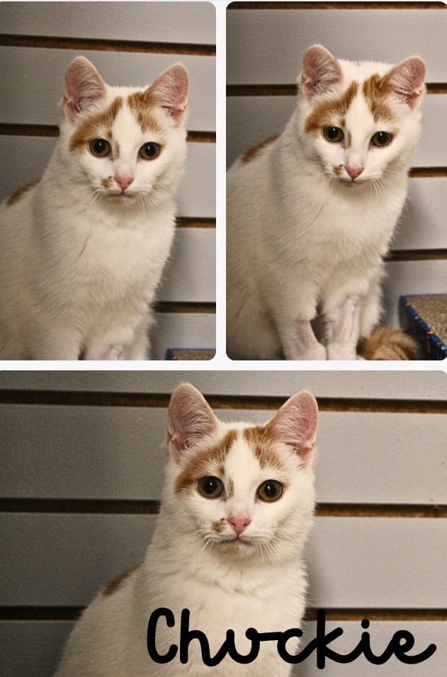 CHUCKIE - Domestic Short Hair available for adoption