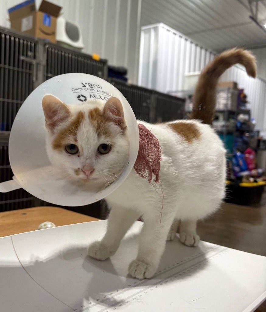 CHUCKIE - Domestic Short Hair available for adoption