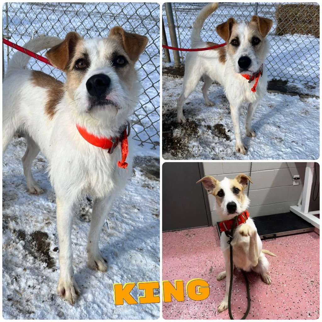 KING - Airedale Terrier available for adoption